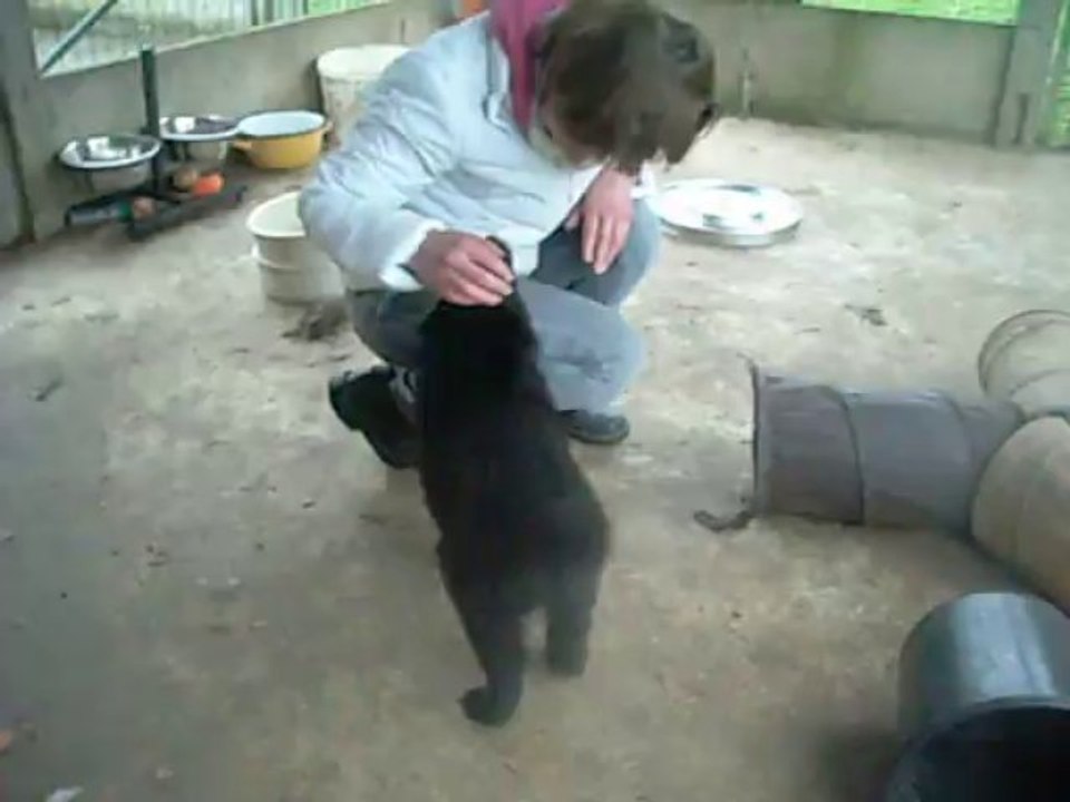 29 novembre 2013 : la grise vole les mouchoirs de Nathalie