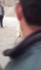 bilalin karabaş ve bahcelili kemalin conun oğlu