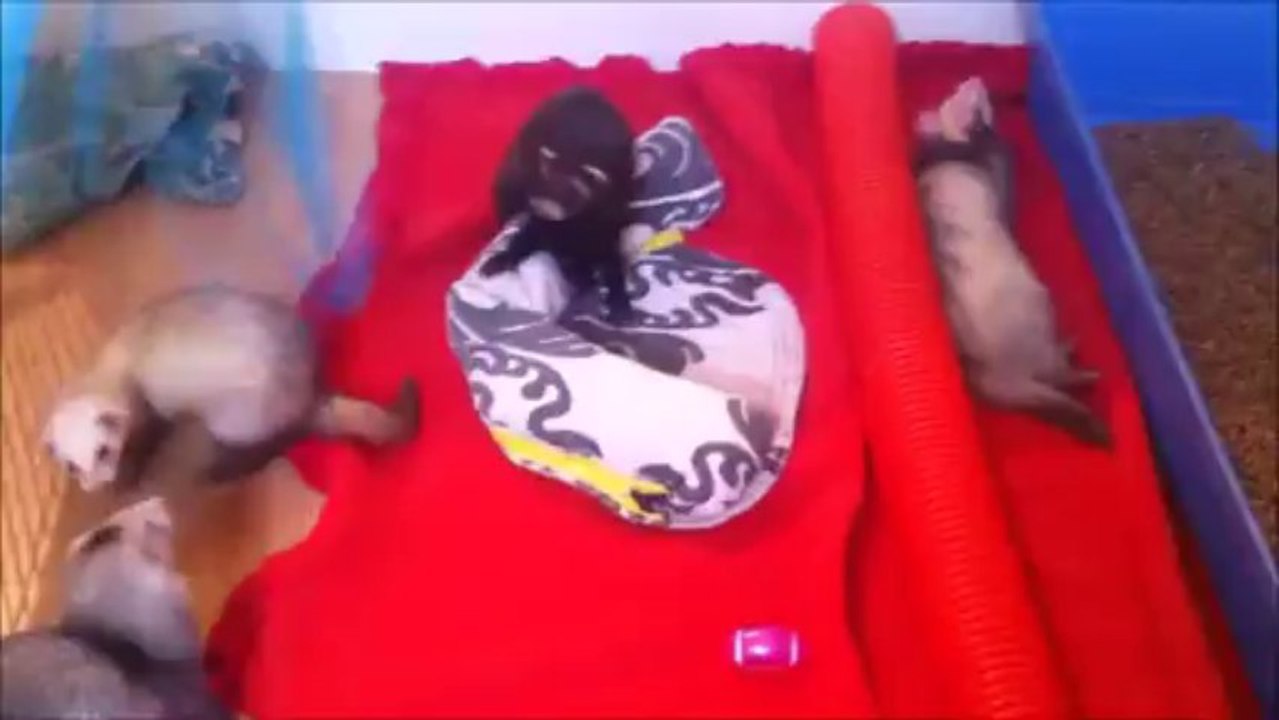Les Kalamity ferrets