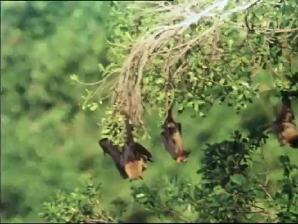 La Vida en la Tierra 10 - Temas y Variaciones