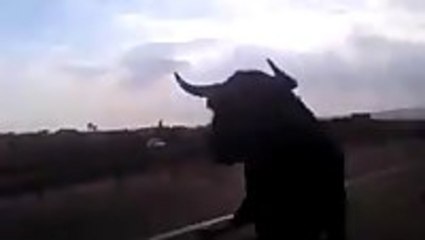 Bull Attacks Cars on Highway