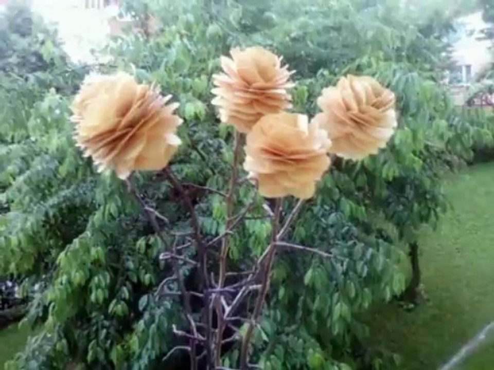 IMPERIAL-Biała róża