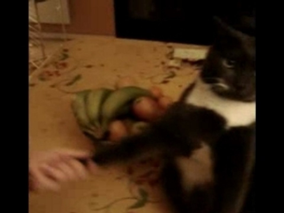mon chat pese 10 kilo !