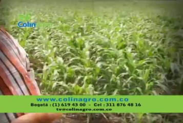 29 de noiembre de 2013 Caballos cuarto de milla web[1]