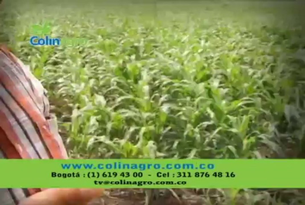 29 de noiembre de 2013 Caballos cuarto de milla web[1]