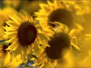Tournesols