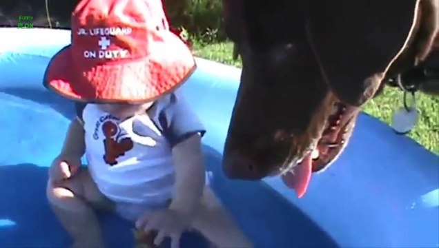 Dogs VS baby Toys - Amazing compilation