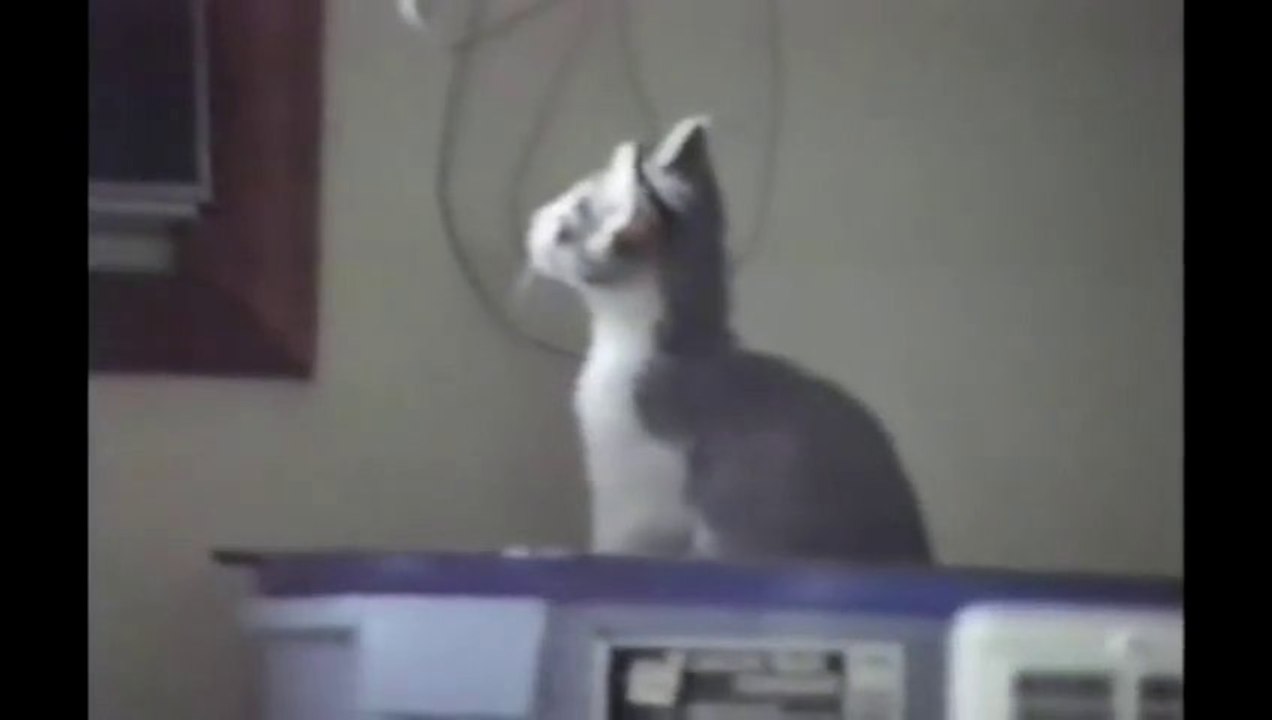 Petit chat s'éclate au sol! FAIL