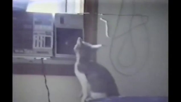 Poor little Kitten Fails in the kitchen! Want to cook?