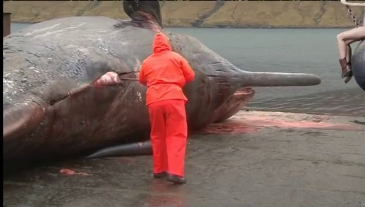 Wrecking whale, Miley Cyrus Explodes a dead Whale.. Funny!