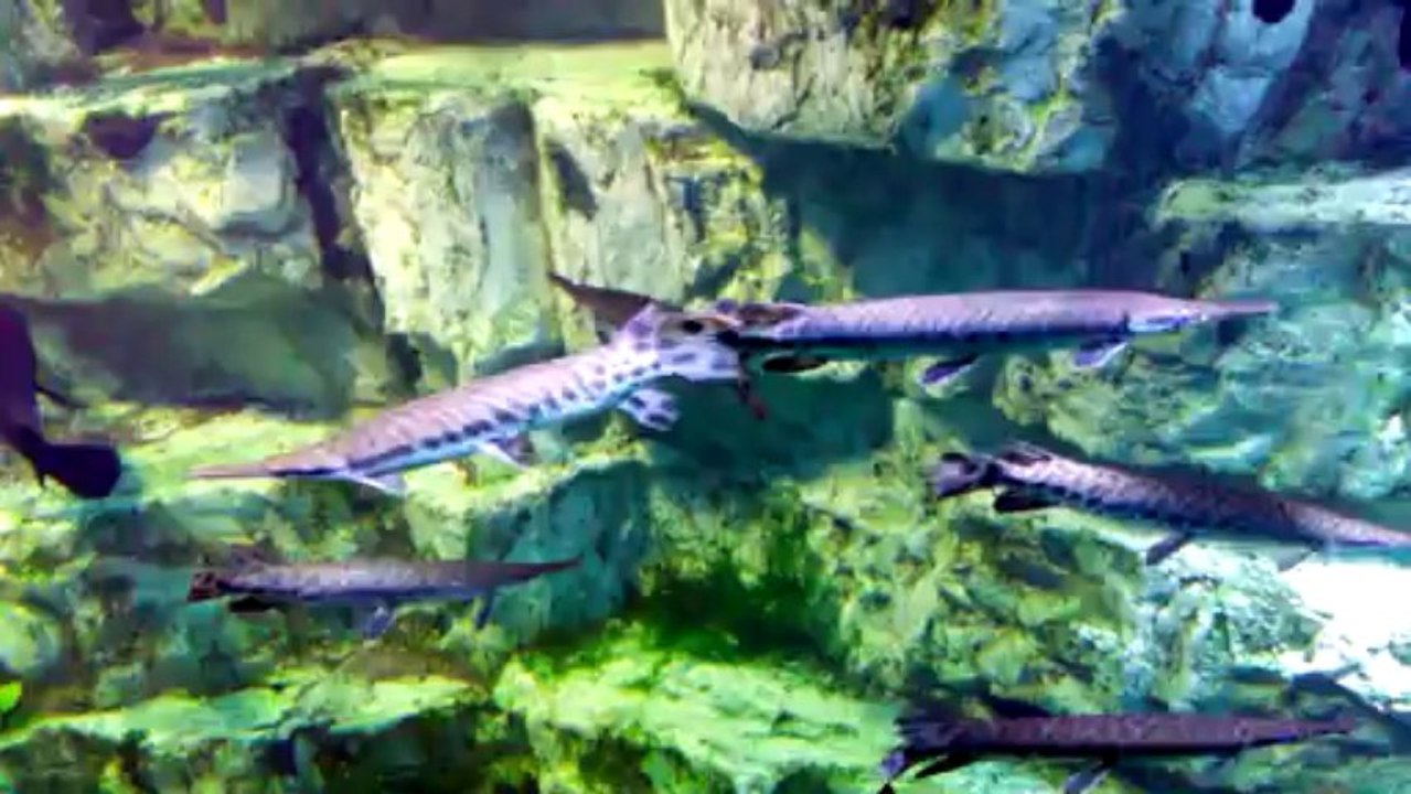 aquarium de lyon