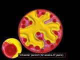 01. Development of The Trachea , Bronchi & Lungs