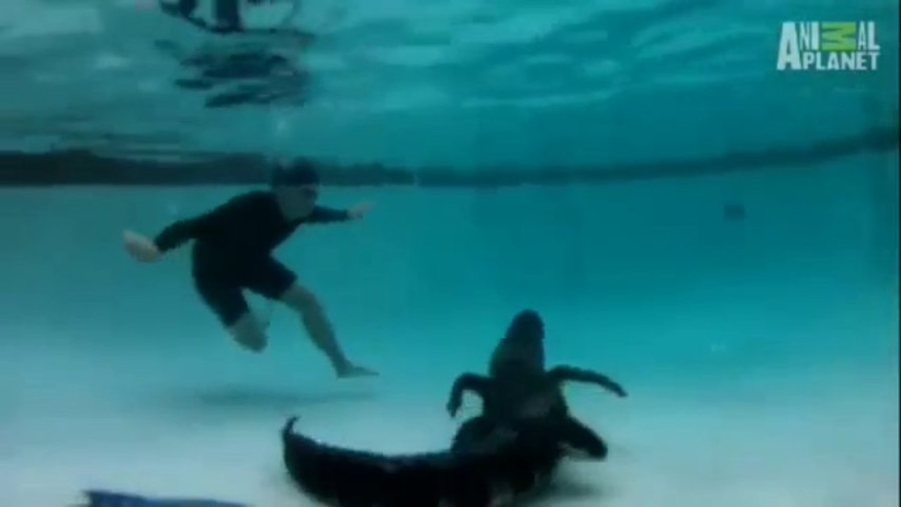 Sortir un alligator d'une piscine domestique