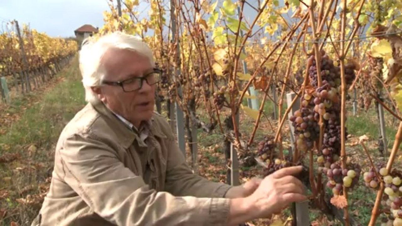 Hungary's famous vineyards are enjoying a renai...