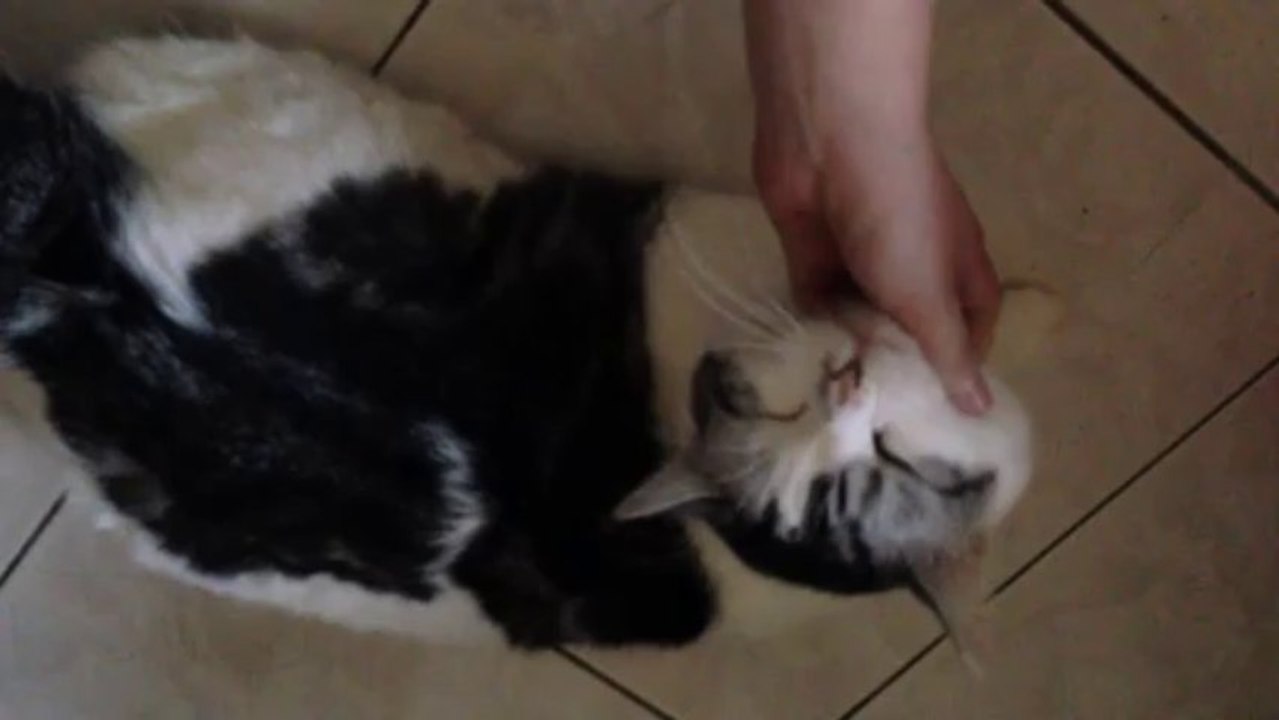 Tino got high