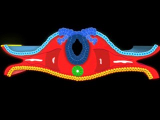 Early Development of The Nervous