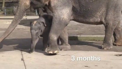 Baby Elephant’s First Year Is Adorable