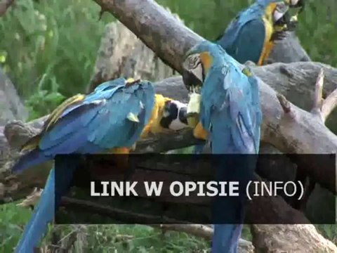 wzór biznes planu firmy budowlanej