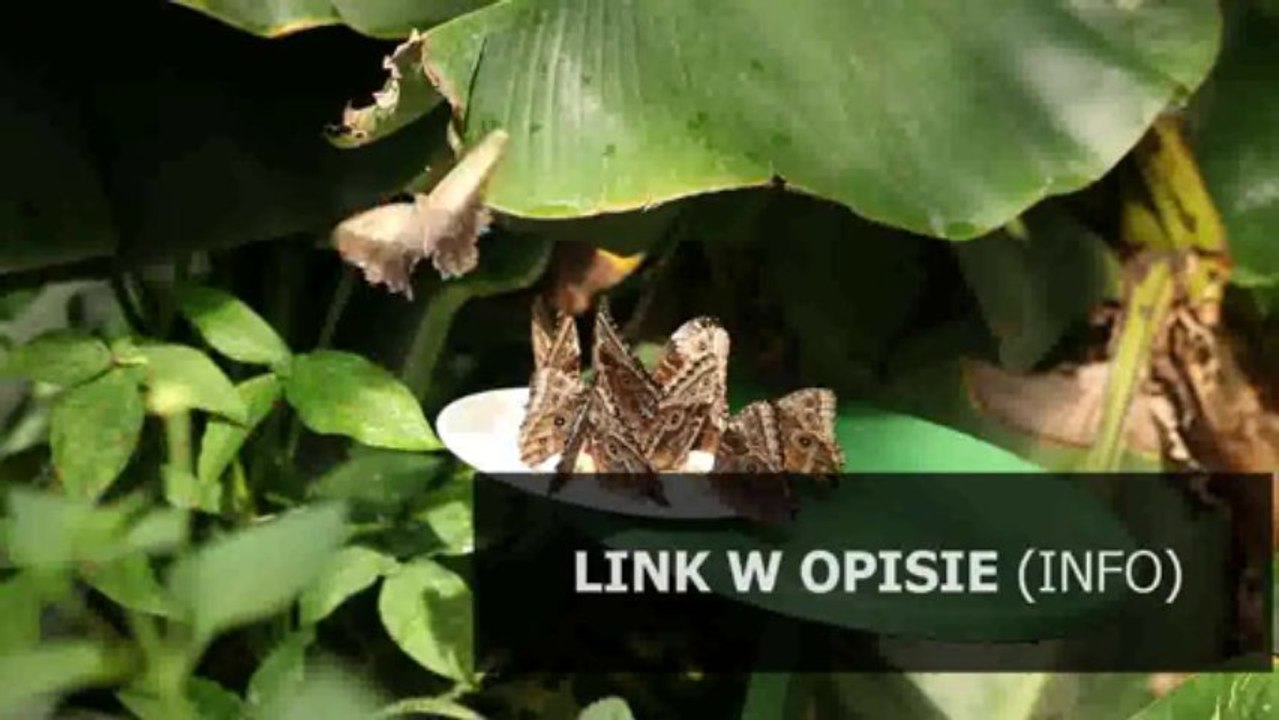 wzór informacji o warunkach zatrudnienia dla nauczyciela