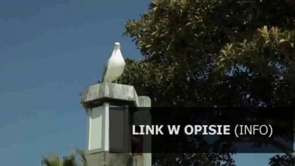 wzór metra z sevres