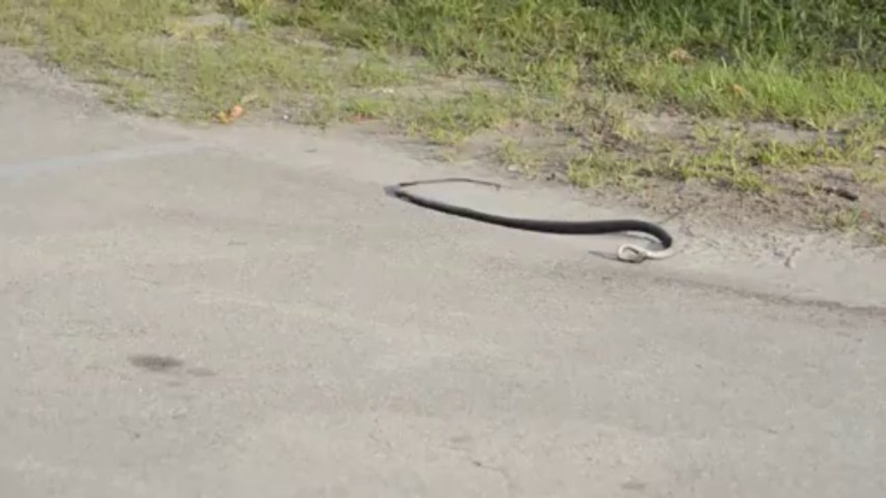 crazy snake