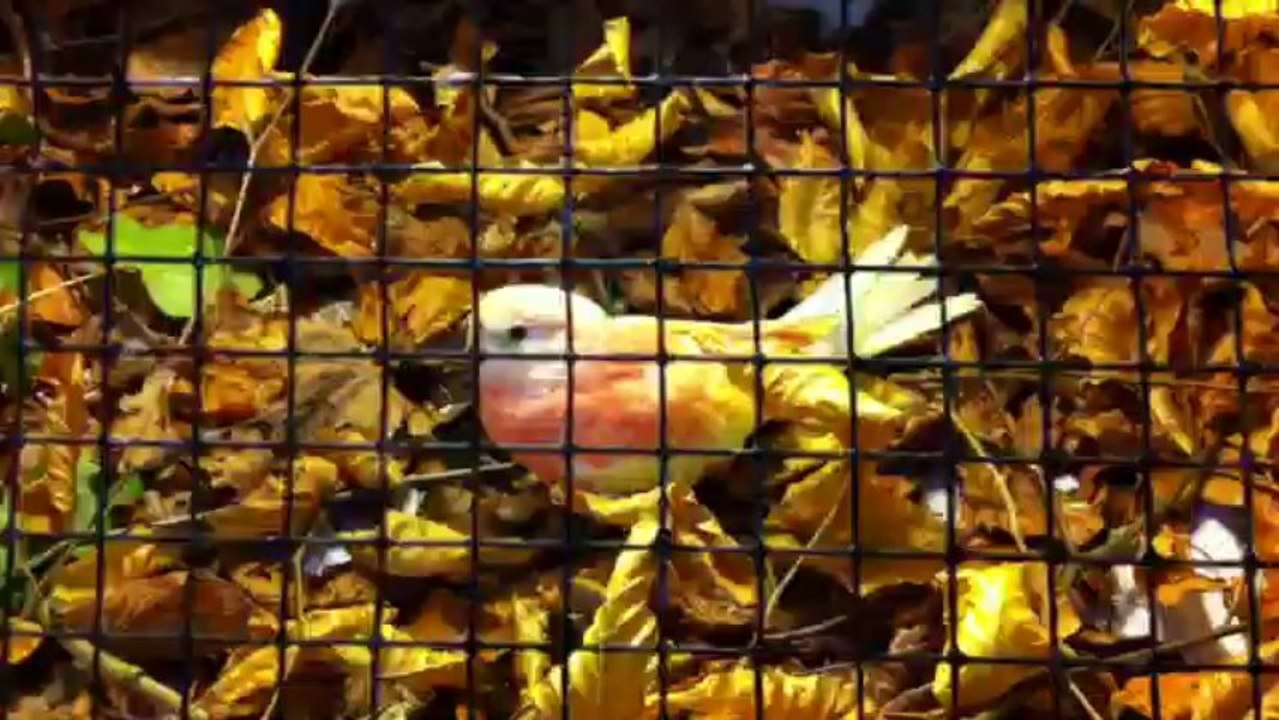 Bourse exposition d'oiseaux ce dimanche 1er décembre à Saint-Quentin.