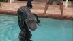 Il joue avec un Alligator dans une piscine - Dingue!