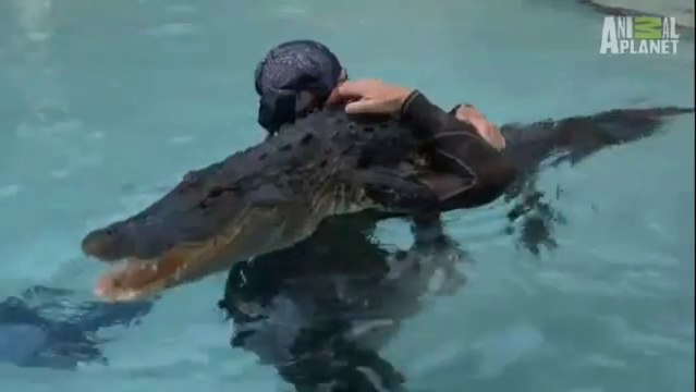 Play with a Gator in swimming pool - Crazy gator Boys...