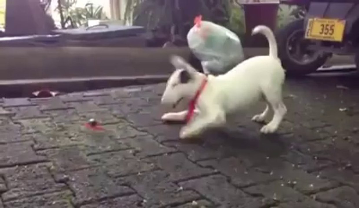 Chien vs crabe