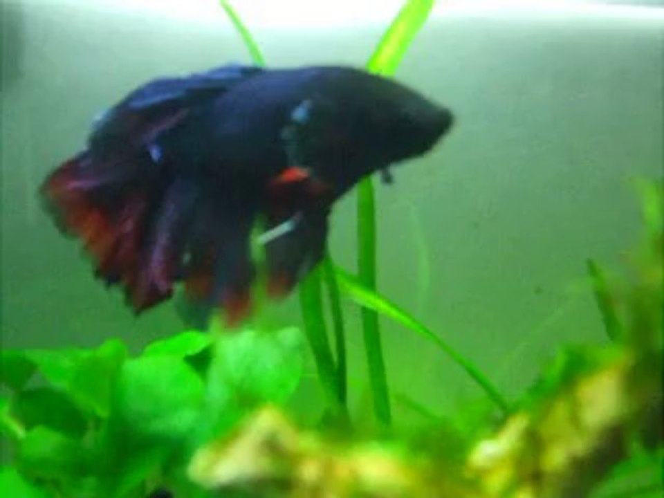 Diesel - Décembre 2013