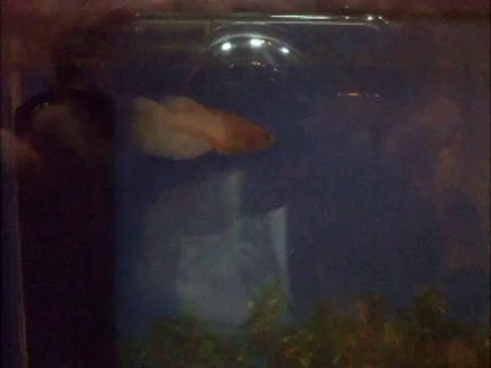 Satine - Décembre 2013