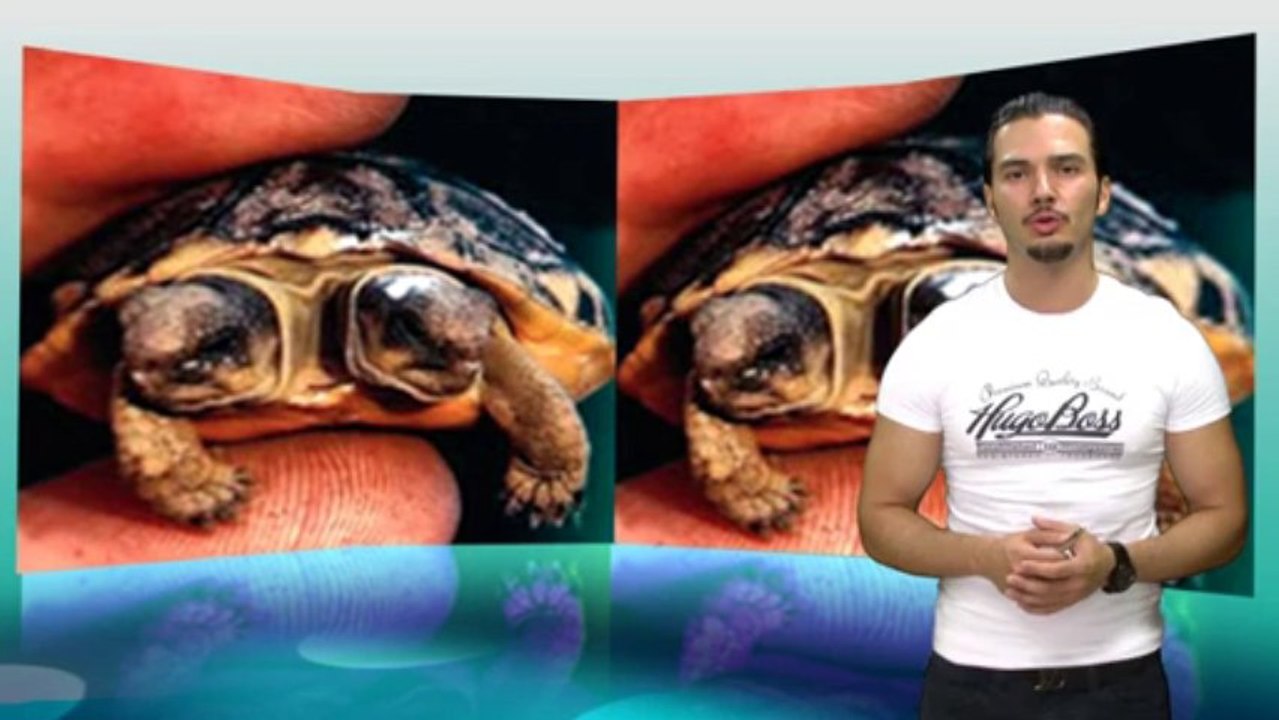 Die Evolutionsluge Teil 8 Mutation