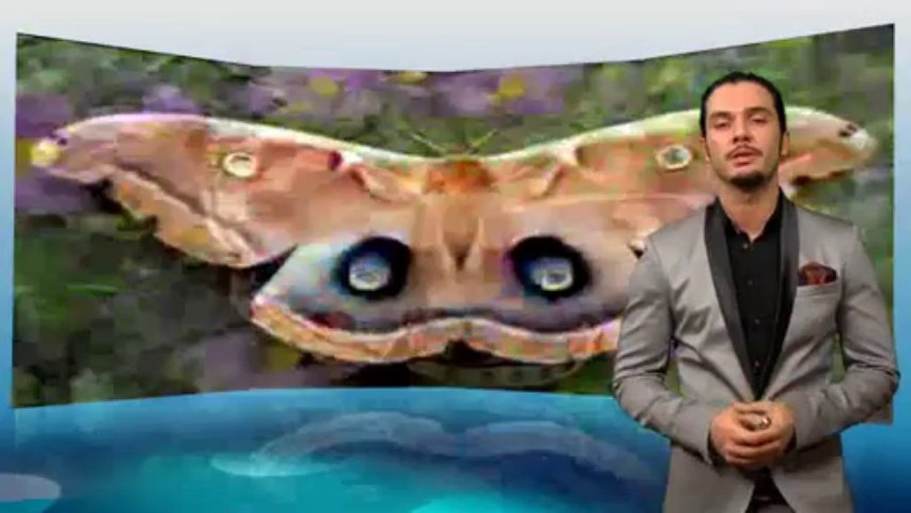 Die Evolutionsluge Teil 1 Grobe Einleitung