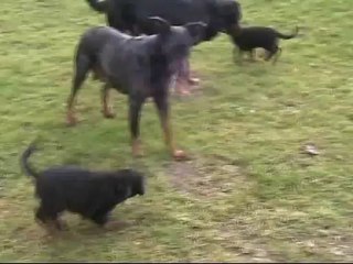 i... des bergers du ruhau collier jaune