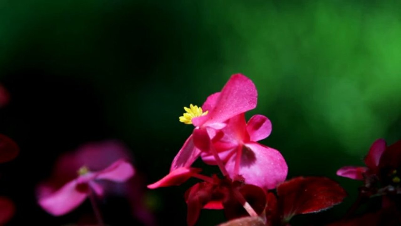 Flower 8 - Free HD stock footage