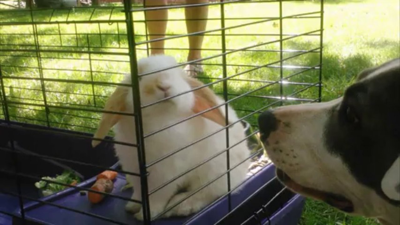 BUNNY LOVIN DOG