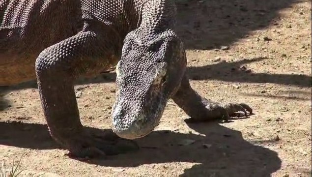 Komodo Dragons Komodo National Park Loh Buaya Indonesia 2013