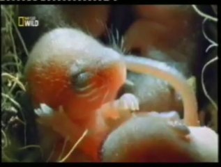 Australia: Plaga de ratones