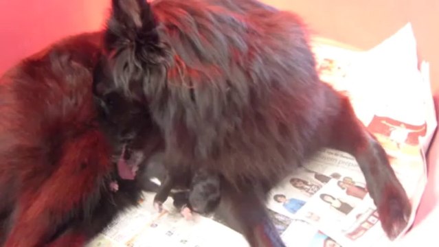 DOUMBA du Moulin des Uranides et son fils, né la veille, issu d'UGGI des Perles Noires