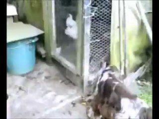 Gift avec les poules et les lapins