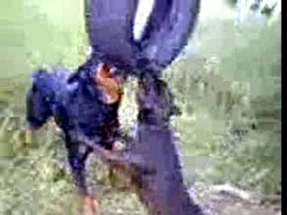 Coka et zilia en action. . .