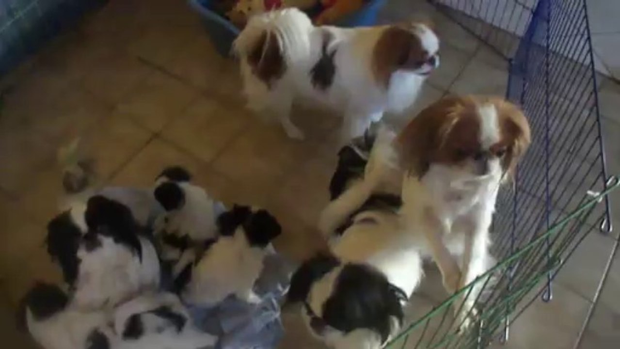 M4H03848 Petits et grands tous dans le parc!