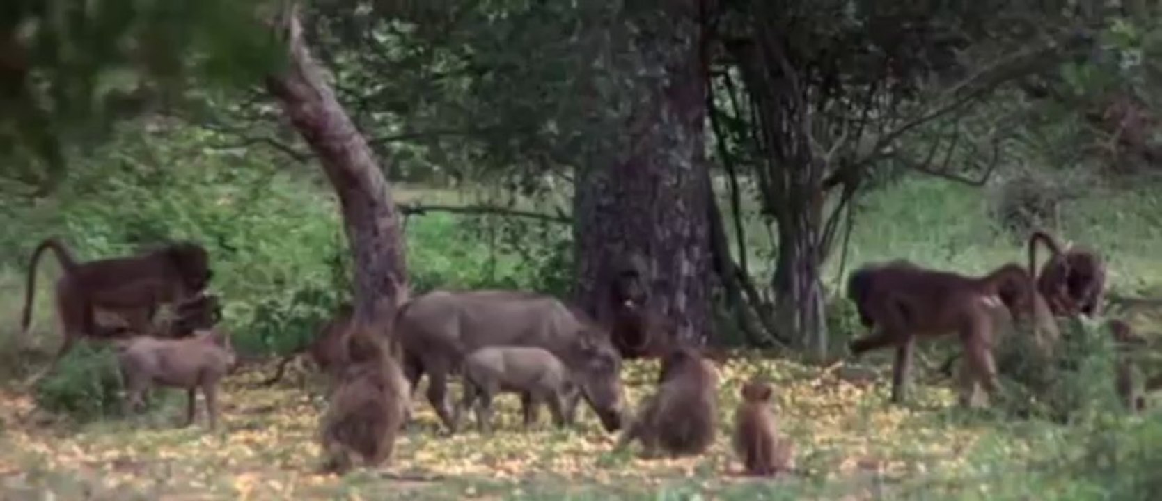 African Animals Getting Drunk From Ripe Marula Fruit(360p_H.264-AAC)
