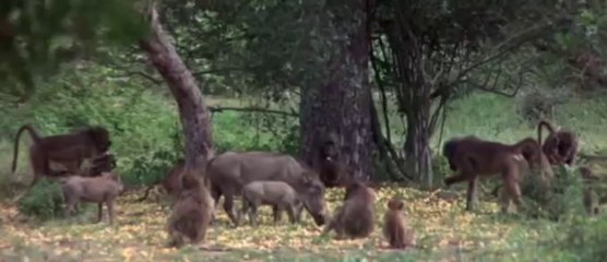 African Animals Getting Drunk From Ripe Marula Fruit(360p_H.264-AAC)