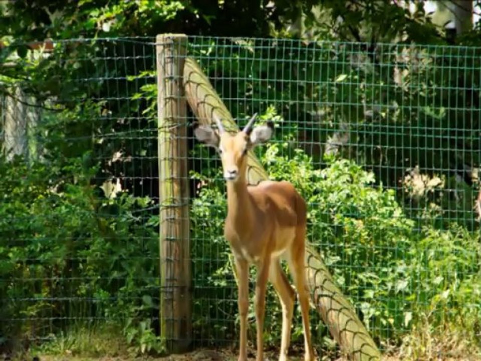 Welcome to the Jungle