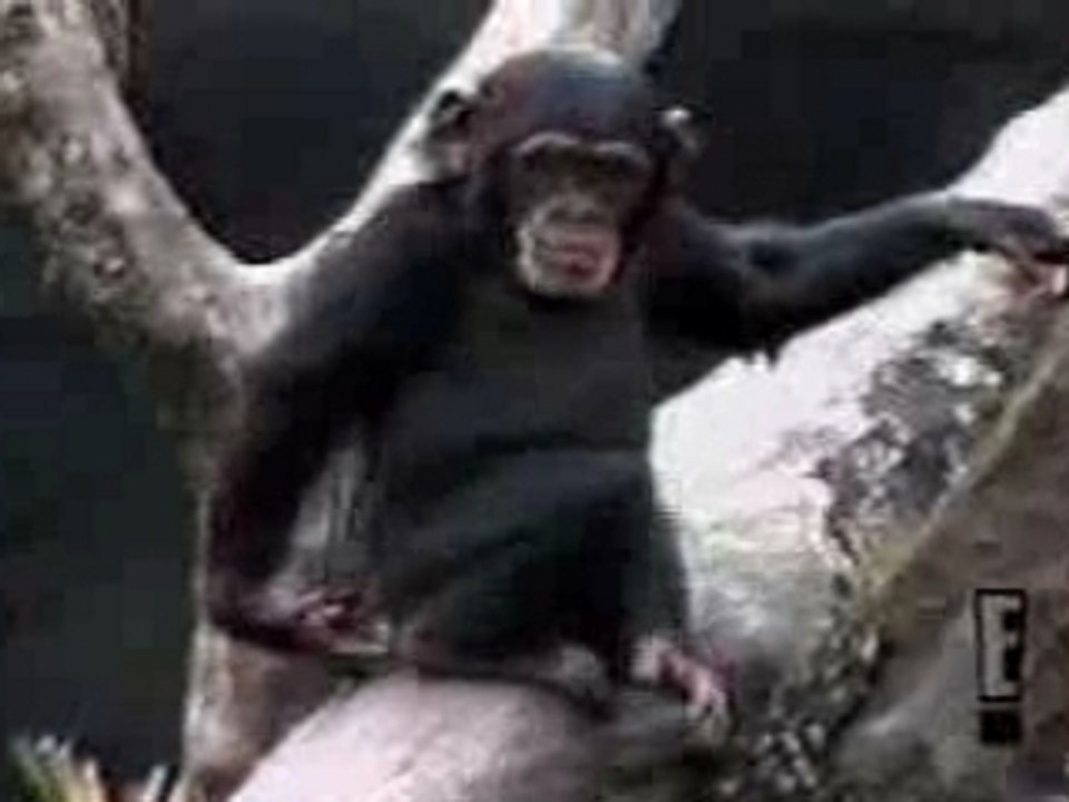 Chimpanze