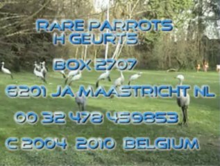 Beautifull parrots,hornbills and cranes by E.C.F. european crane foundation C 2010 Belgium