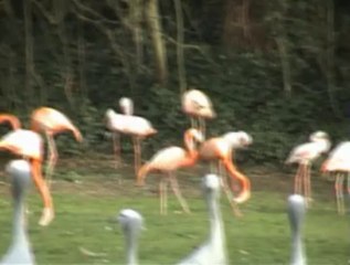 The Kagu  by European Crane Foundation Harry Geurts