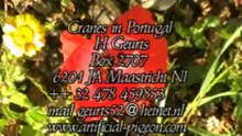 Cranes Project in Portugal-C2010 H Geurts  European Crane Foundation E.C.F.