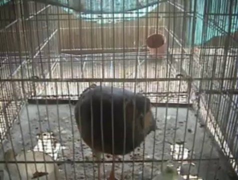 Tinamu Soletarius by Harry Geurts E.C.F.